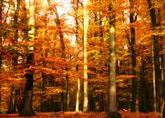 Herfst in het bos van Jessica Berendsen thumbnail