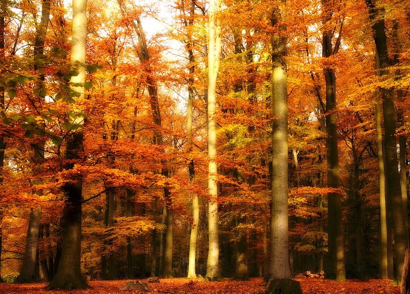 Herfst in het bos van Jessica Berendsen