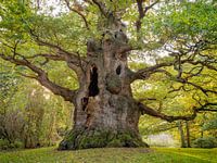 The Majesty Oak