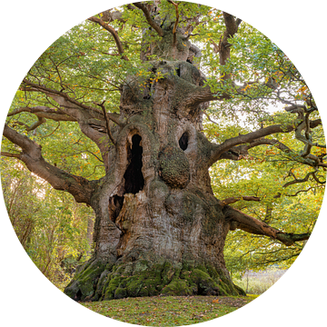 The Majesty Oak