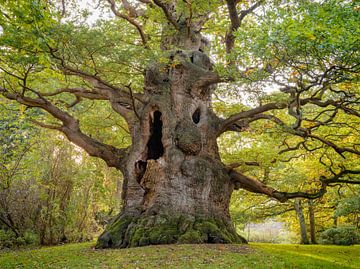 The Majesty Oak by Lars van de Goor