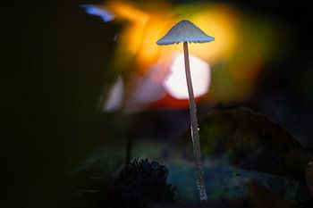 Milk-stalked mycena