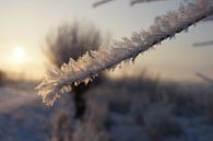 Winter in de Hollandse Biesbosch von Michel van Kooten Miniaturansicht