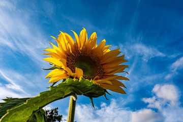 Low wide angle view of a common sunflower against blue sky by Werner Lerooy
