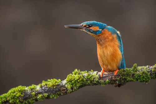 Martin-pêcheur menacé de rivaliser