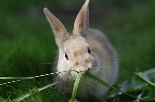Jong bruin konijn eet gras