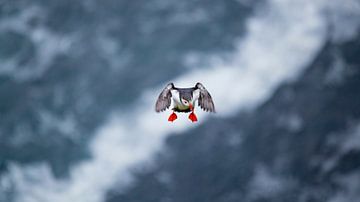 Puffin by Sam Mannaerts