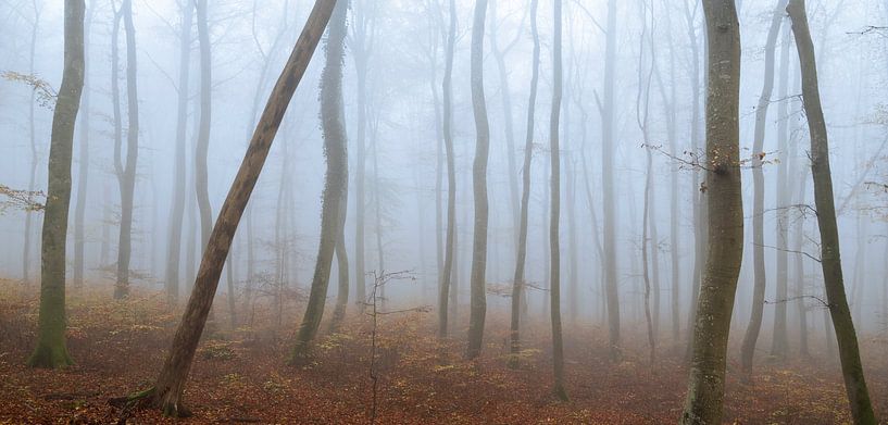 Nebliger Buchenwald von Anselm Ziegler Photography