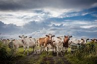 Curious cows by Jaap Terpstra thumbnail