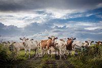 Curious cows