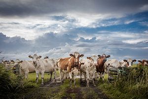 Curious cows by Jaap Terpstra