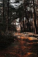 Schöne Farben eines Waldweges