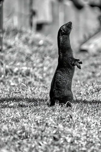 Marten rechtop op het gras