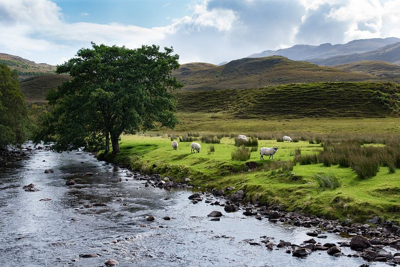 Schapen naast beekje in de Schotse Hooglanden by Cilia Brandts