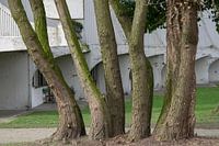 Dansende bomen