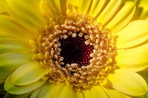 De Gerbera