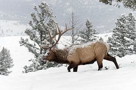 Elk ( Cervus canadensis ) in winter, covered with snow and ice, Yellowstone NP, Wyoming,USA. by wunderbare Erde