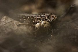 Sand lizard by Danny Slijfer Natuurfotografie