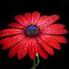 Red flower with water droplets by Christina Groth-Biswas