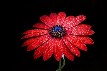 Rode bloem met waterdruppels van Christina Groth-Biswas