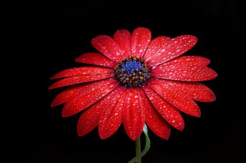 Red flower with water droplets