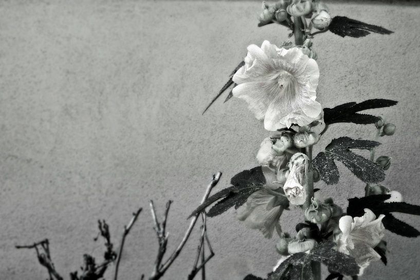 Malva by Marianna Pobedimova