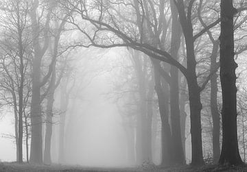 Magie door de mist van Marloes ten Brinke