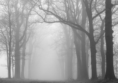 Magie door de mist