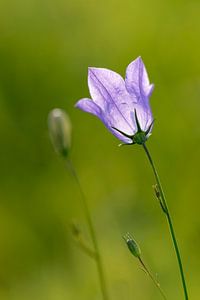 Klokjesbloem Campanula