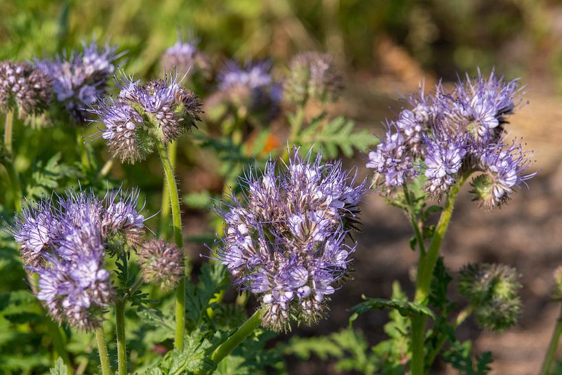 Champ de fleurs dans la nature avec la phacélie en fleur par Jolanda de Jong-Jansen