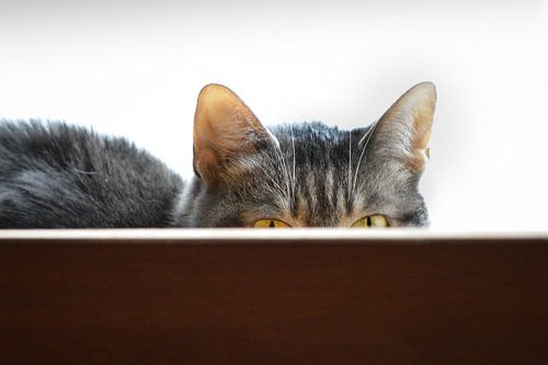 Poes vraagt zich af: zie jij mij?