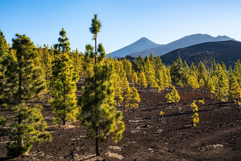 Teide avec des arbres par Stefan Havadi-Nagy