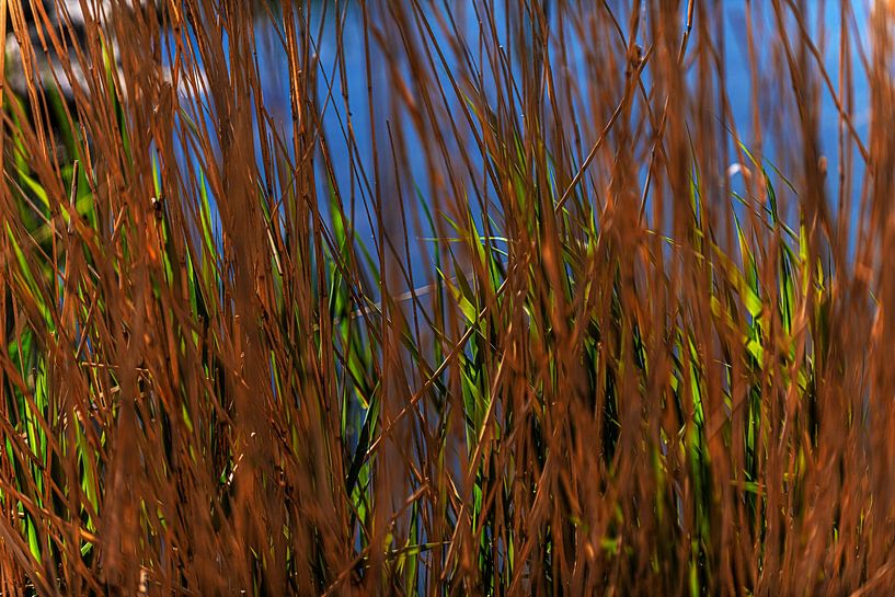 Rietstengels met helmgras beeldvullend. van Brian Morgan