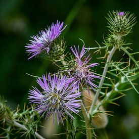 Blühende Disteln auf Mallorca von Bas Potman