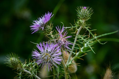 Chardons en fleurs à Majorque