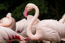 Elegance in Pink – European Flamingo by Robert Jan Smit