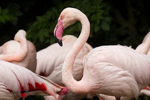 Elegantie in Roze – Europese Flamingo