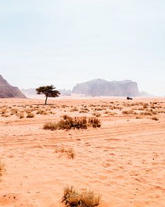 Woestijn in Jordanië van Dayenne van Peperstraten