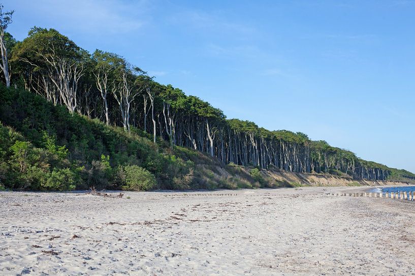 Baltic Sea: Ghost forest near Nienhagen by t.ART