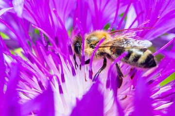 Macro shot of a honey bee at work