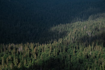 Light and shadow in the Durmitor forest