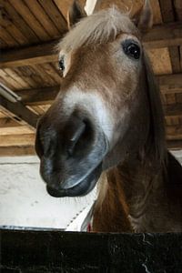 Une tête de cheval