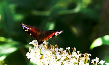 dagpauwoog vlinder van joyce kool