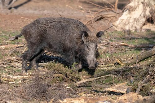 Wild Boar