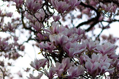 10 april 2015 - Museumplein - Amsterdam 