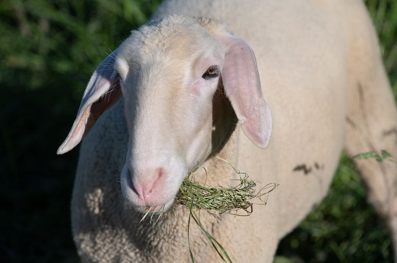 curious sheep by Ulrike Leone
