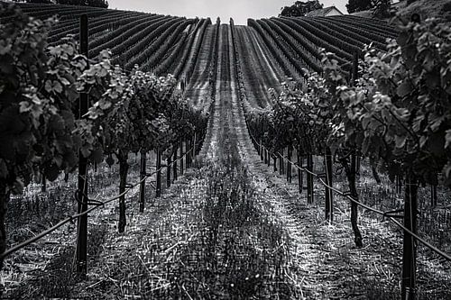 Symétrie en noir et blanc des lignes de vigne