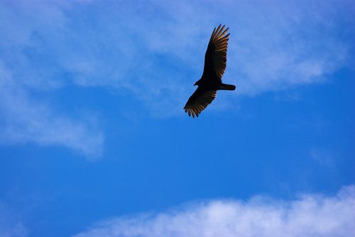 Kalkoengier in Victoria Texas