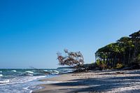 Trees on shore of the Baltic Sea