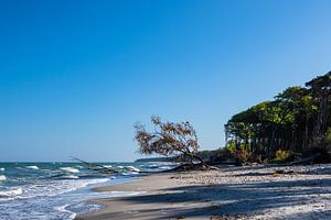Der Weststrand auf dem Fischland-Darß